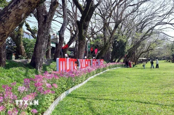 Du khách lưu giữ những hình ảnh đẹp ngày đầu xuân bên hàng cây sưa được công nhận là cây di sản Việt Nam ở làng sinh thái Hương Trà. (Ảnh: Đỗ Trưởng/TTXVN)