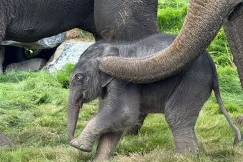 Cá thể voi conchâu Á chào đời hôm 21/8 tại vườn thú Pairi Daiza (Bỉ). (Ảnh : TTXVN phát)