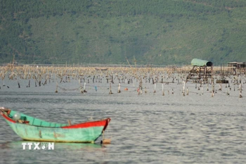 Các điểm nuôi hàu của người dân Huế giữa mênh mông của đầm Lập An. (Ảnh: Văn Dũng/TTXVN)