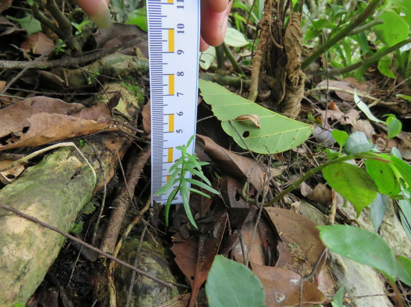 Cây con tái sinh. (Ảnh: Nguyễn Nam/TTXVN)Nón Thông Pà cò. (Ảnh: TTXVN phát)