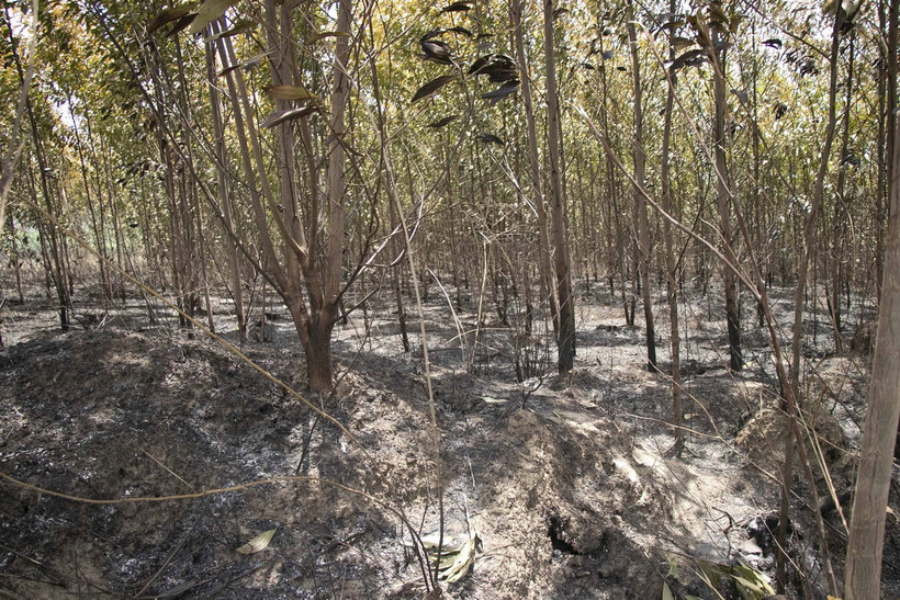 Vườn keo bị thiêu rụi. (Ảnh: Đặng Tuấn/TTXVN)