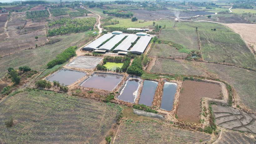 Trang trại chăn nuôi lợn ở xã H'bông, huyện Chư Sê, tỉnh Gia Lai nằm cách khu dân cư chưa đến 1km, các hồ chứa nước thải thô sơ, không che đậy. (Ảnh: Nguyễn Hoài Nam/TTXVN)