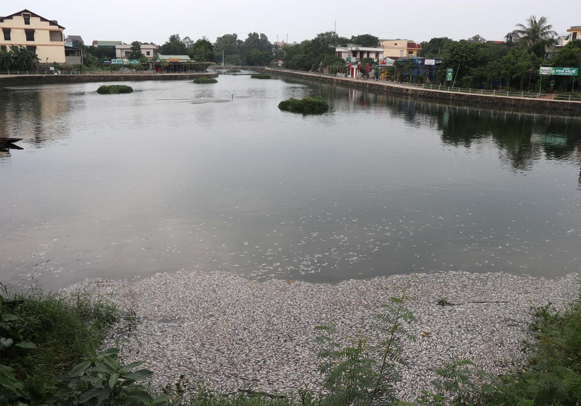 Quảng Trị: Hàng chục nghìn con cá rô phi chết phủ trắng mặt hồ Đại An