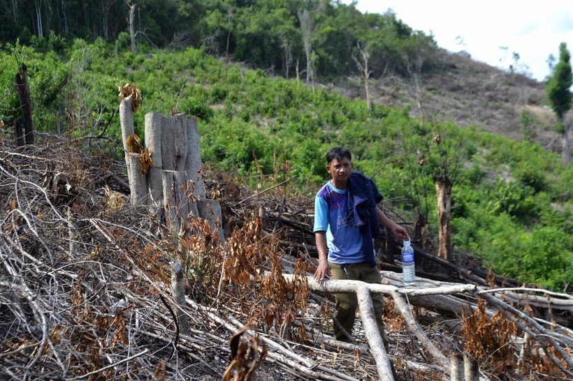 Nhiều cây lớn bị chặt hạ nhưng chưa kịp thu dọn. (Ảnh: Xuân Triệu/TTXVN)