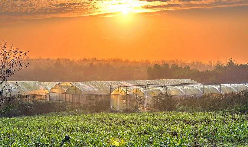 Mô hình sản xuất nông nghiệp công nghệ cao trong nhà màng tại Dfarm Quảng Trị tại thôn Động Sỏi, xã Kim Thạch, huyện Vĩnh Linh. (Ảnh: TTXVN phát)