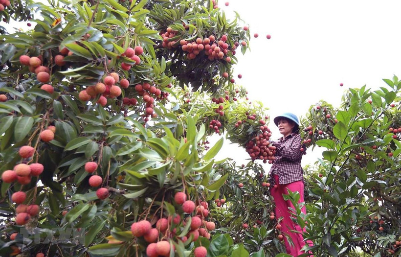 Thu hoạch vải thiều tại xã Thanh Hải, huyện Lục Ngạn, tỉnh Bắc Giang. (Ảnh: TTXVN)