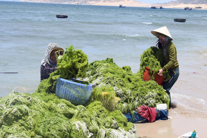 Vùng ven biển huyện Thuận Nam, Ninh Thuận trở thành nơi phát triển mạnh nghề nuôi rong sụn, mang lại thu nhập cao cho người dân. (Ảnh: Công Thử/TTXVN)