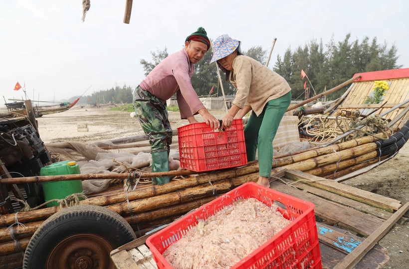 Vận chuyển ruốc biển vừa mới khai thác được từ bè mảng xuống xe kéo. (Ảnh: Xuân Tiến/TTXVN)