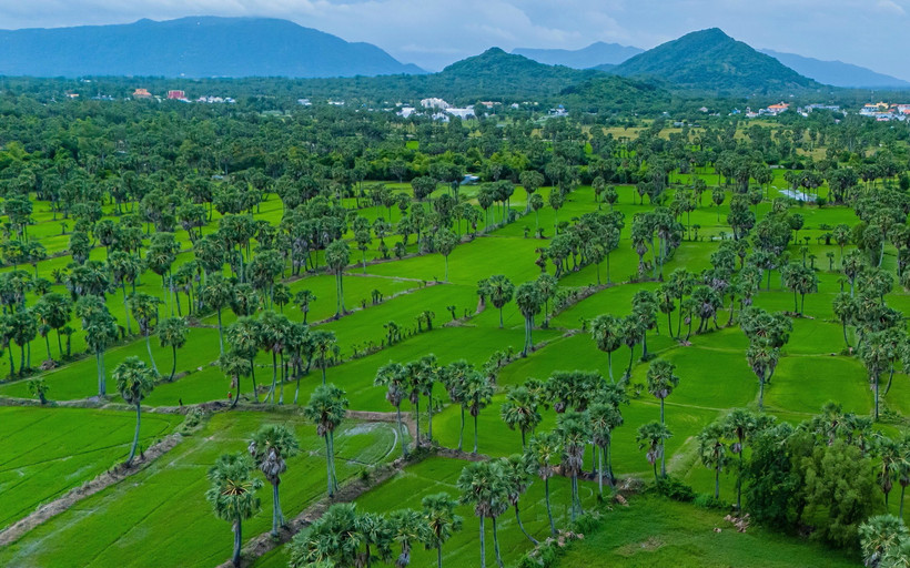 Cánh rừng thốt nốt xanh bạt ngàn ở vùng Bảy núi An Giang. (Ảnh: Công Mạo/TTXVN)