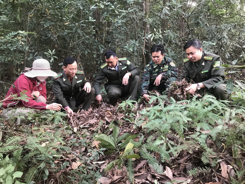 Các cán bộ kiểm lâm và chủ rừng kiểm tra lớp thực bì quanh khu vực đền Cao An Phụ, thị xã Kinh Môn. (Ảnh: Tiến Vĩnh/TTXVN)