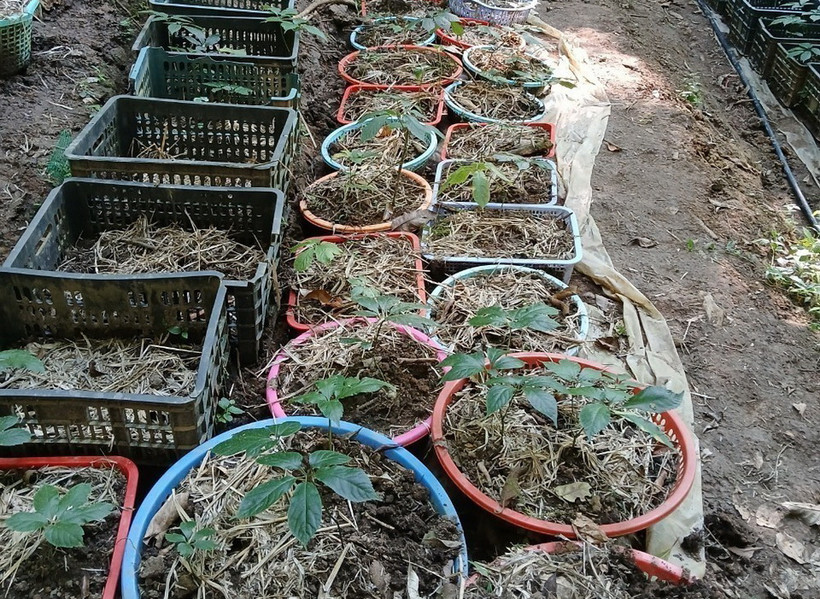 Khu vực trồng sâm Ngọc Linh của người dân bị mất trộm. (Ảnh: TTXVN phát)