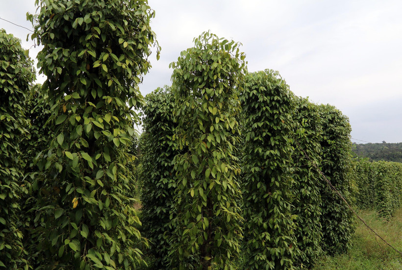 Ảnh minh hoạ (Ảnh TTXVN phát) 