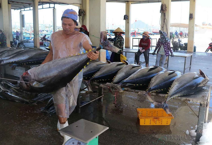 Sản phẩm cá ngừ đại dương của Phú Yên đã được xuất khẩu sang nhiều thị trường, trong đó có Hoa Kỳ. (Ảnh: Phạm Cường/TTXVN)