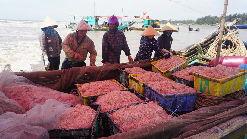 Thuyền về đầy ắp moi tươi. (Ảnh: Hoa Mai/TTXVN)