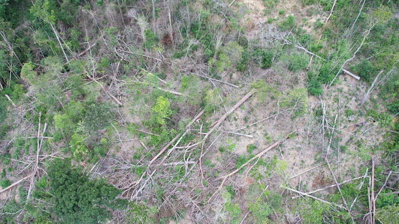 Hiện trường vụ phá rừng tại lô 9, khoảnh 7, tiểu khu 317 thuộc Ban Quản lý rừng phòng hộ Bắc Ia Grai quản lý. (Ảnh: TTXVN phát)