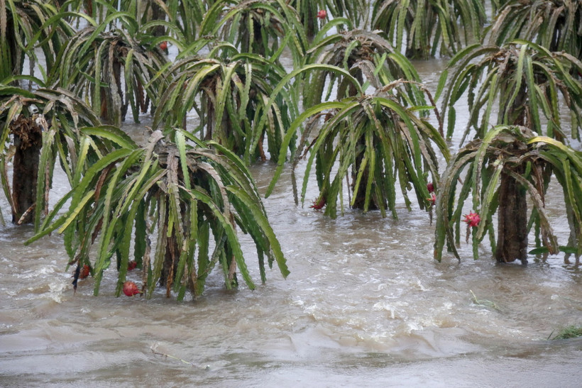 Nhiều diện tích thanh long đến kỳ thu hoạch tại xã Hàm Mỹ, huyện Hàm Thuận Nam, tỉnh Bình Thuận, bị ngập sâu. (Ảnh: Nguyễn Thanh/TTXVN)