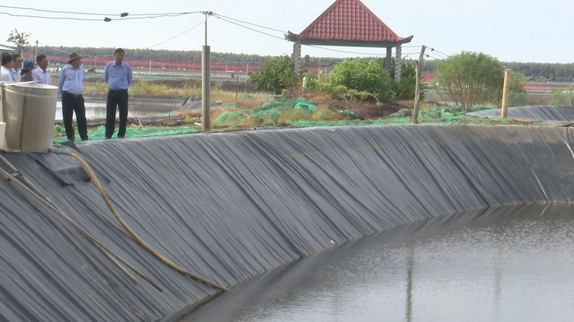 Ông Nguyễn Minh Lâm, Phó Chủ tịch UBND tỉnh Long An (thứ 2 phải sang) kiểm tra nuôi tôm thẻ chân trắng vùng Đồng Tháp Mười, tỉnh Long An. (Ảnh: Thanh Bình/TTXVN)