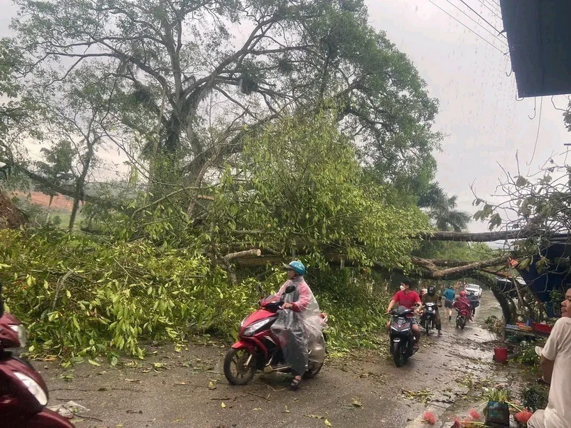 Mưa to kèm dông lốc đã làm nhiều cây xanh ở huyện Lâm Bình, tỉnh Tuyên Quang, bị gãy, đổ. (Ảnh: TTXVN phát)