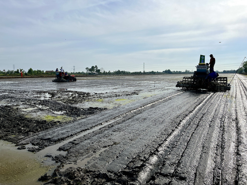 Mô hình thí điểm Đề án “Phát triển bền vững 1 triệu ha chuyên canh lúa chất lượng cao, phát thải thấp gắn với tăng trưởng xanh vùng Đồng bằng sông Cửu Long đến năm 2030.” (Ảnh: Đức Hạnh/TTXVN)