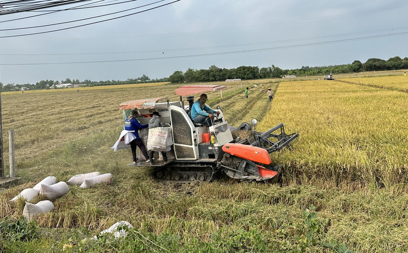  Nông dân An Giang khẩn trương thu hoạch lúa vụ Đông Xuân. (Ảnh: Thanh Sang/TTXVN)