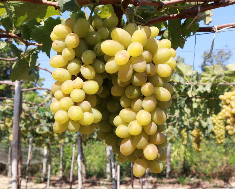 Nho xanh là một trong những sản phẩm OCOP nổi tiếng của Ninh Thuận. (Ảnh: Nguyễn Thành/TTXVN)
