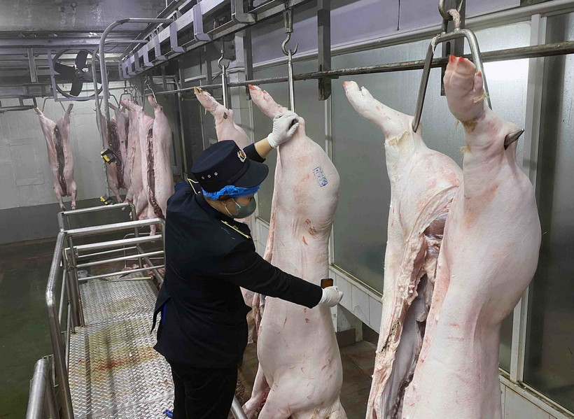 Nhân viên thú y đóng dấu kiểm dịch động vật trước khi đưa vào chế biến. (Ảnh: Vũ Sinh/TTXVN)