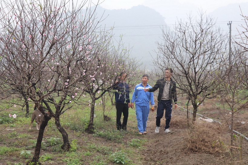 Ông Phạm Ngọc Hậu (áo xanh), thôn 3, xã Đông Sơn dẫn khách đi chọn cây đào tại vườn nhà. (Ảnh: Đức Phương/TTXVN)