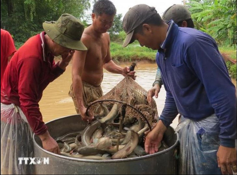 Thu hoạch cá lóc. (Ảnh: Chương Đài/TTXVN)