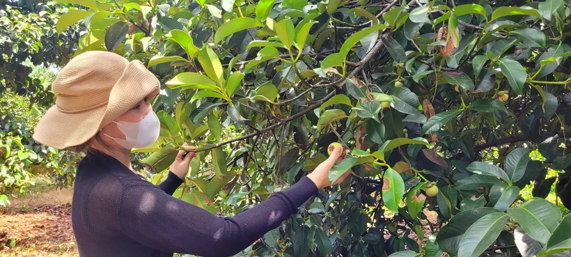 Vườn măng cụt. (Ảnh: Hoàng Nhị/TTXVN)