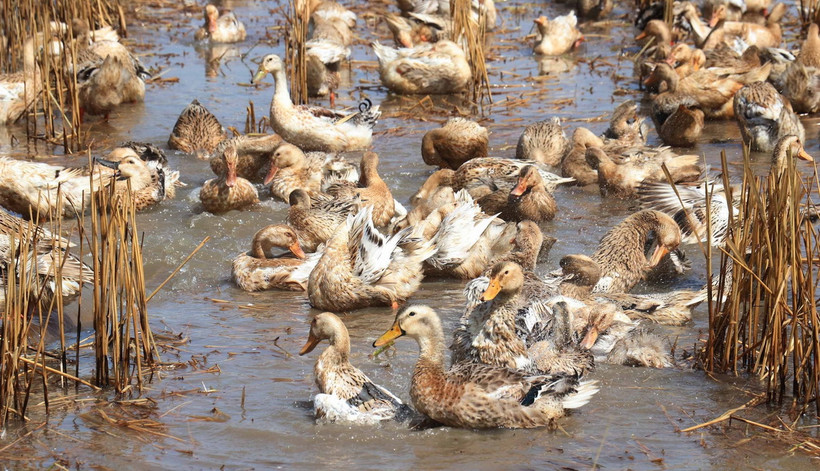 Giống vịt cò chạy đồng ở xã Tân Mỹ, huyện Thanh Bình, tỉnh Đồng Tháp. (Ảnh: Nguyễn Văn Trí/TTXVN)
