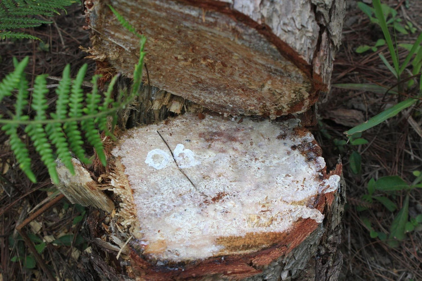 Tại hiện trường nhiều cây thông ba lá đã bị cưa hạ nằm la liệt nhựa thông còn tươi mới. (Ảnh: Đặng Tuấn/TTXVN)