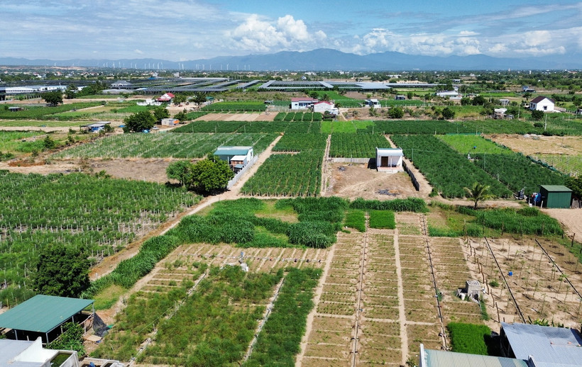 Mô hình trồng cây măng tây ở xã An Hải, huyện Ninh Phước, tỉnh Ninh Thuận, phủ xanh đất cát, cho hiệu quả kinh tế cao. (Ảnh: Nguyễn Thành/TTXVN)