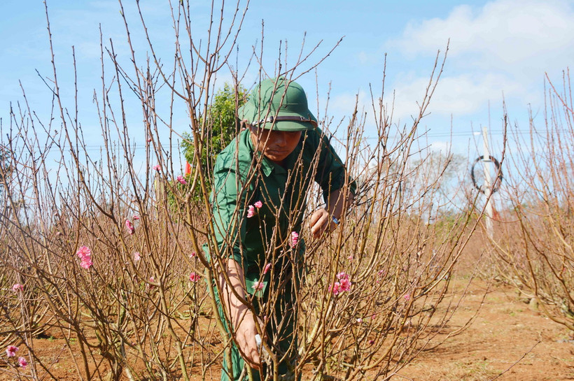 Người dân thị xã Buôn Hồ, tỉnh Đắk Lắk chăm sóc vườn hoa đào. (Ảnh: Hoài Thu/TTXVN)
