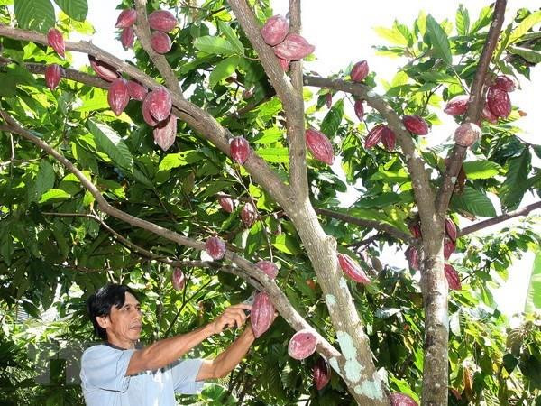 Ảnh minh hoạ (Ảnh: Đình Huệ/TTXVN)