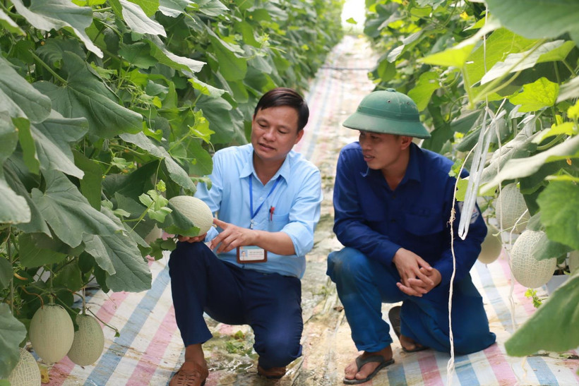 Nhiều mô hình nhà lưới ứng dụng công nghệ cao mang lại thu nhập cao ở xã Nam Anh, huyện Nam Đàn. (Ảnh: Bích Huệ/TTXVN)