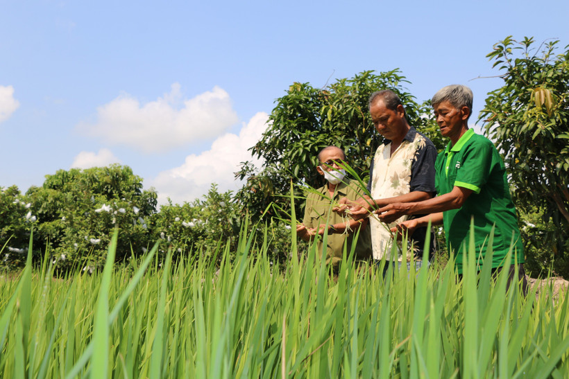 Các địa phương chỉ đạo người dân không tiếp tục gieo trồng giống lúa "Thiên Đàng" (Ảnh: Chương Đài/TTXVN)