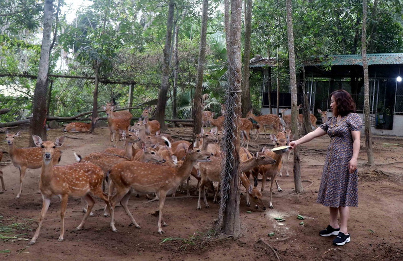 Trang trại chăn nuôi của chị Chu Thị Hà xã Sơn Trung huyện Hương Sơn. (Ảnh: Công Tường/TTXVN)