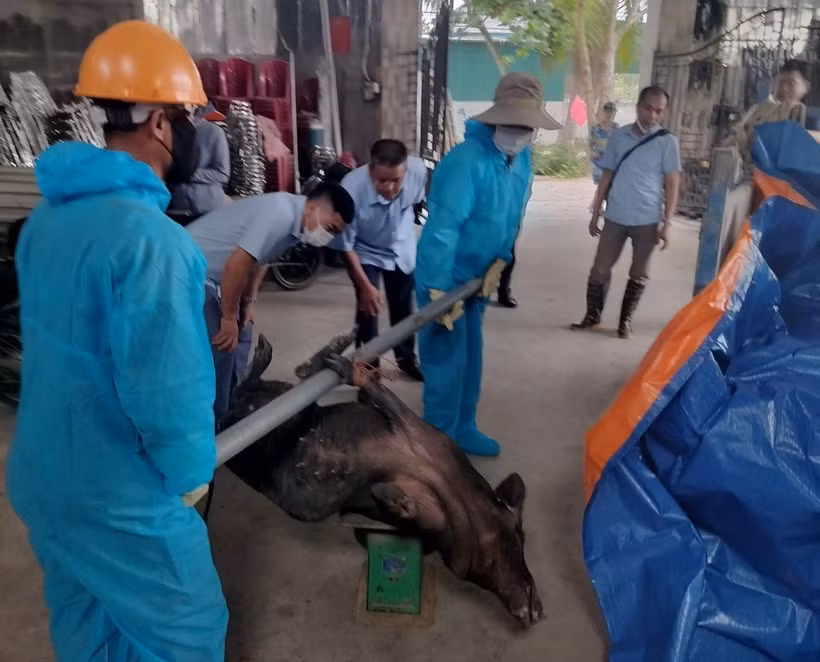 Đàn lợn bị mắc bệnh dịch tả lợn châu Phi buộc tiêu hủy theo quy định. (Ảnh: TTXVN phát)