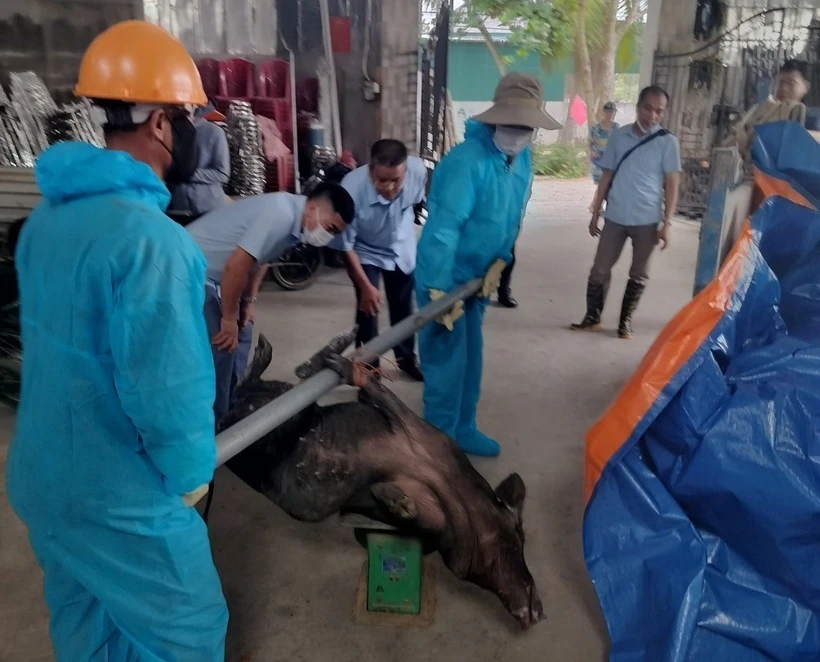 Đàn lợn bị mắc bệnh dịch tả lợn châu Phi buộc tiêu hủy theo quy định. (Ảnh: TTXVN phát)