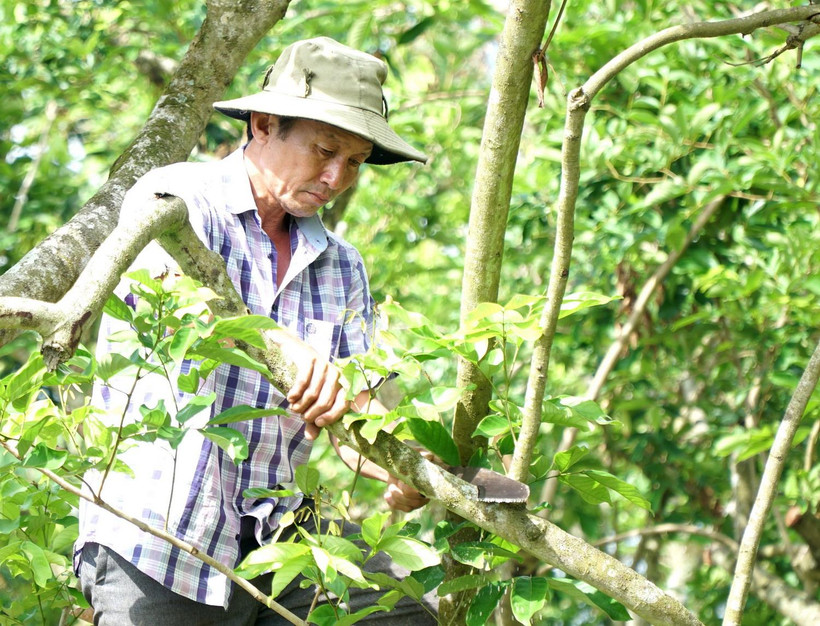 Nông dân Lê Văn Trí, xã Bình Hòa Phước, huyện Long Hồ, tỉnh Vĩnh Long, cắt tỉa nhánh cho vườn chôm chôm đã bị suy kiệt, rụng lá. (Ảnh: Lê Thúy Hằng/TTXVN)