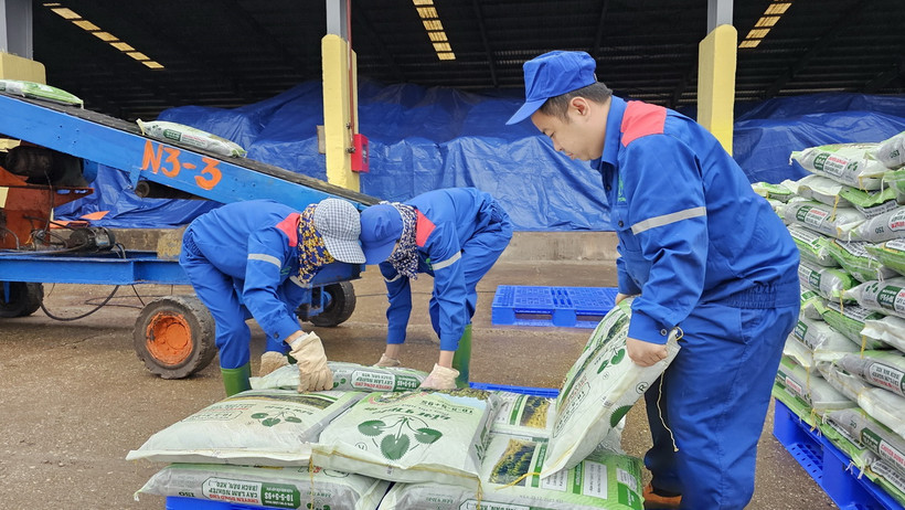 Công nhân vận chuyển, bốc xếp sản phẩm phân bón mới lên xe của khách hàng. (Ảnh: Tạ Toàn/TTXVN)