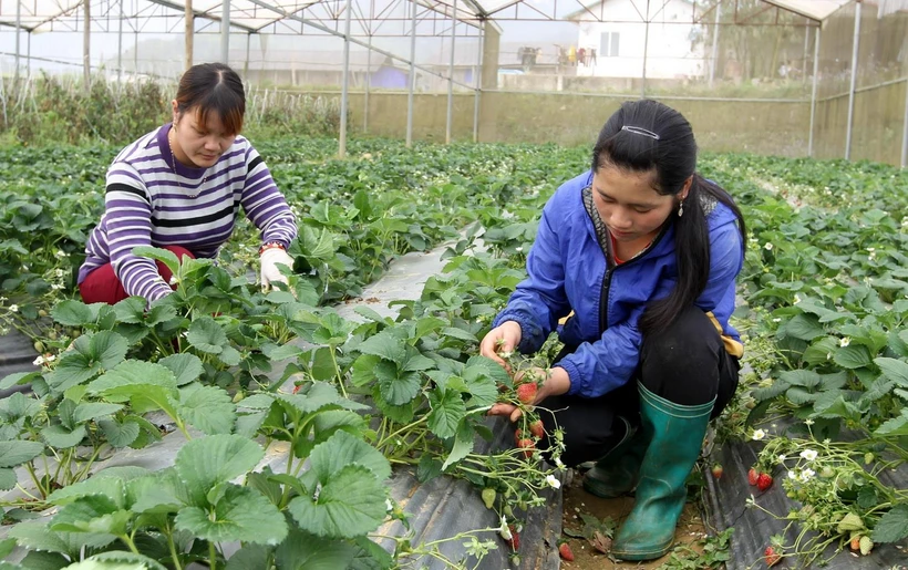 Nông dân xã Tả Chải (Bắc Hà, Lào Cai) chăm sóc vườn dâu tây Hàn Quốc trong nhà kính. (Ảnh: Quốc Khánh/TTXVN)
