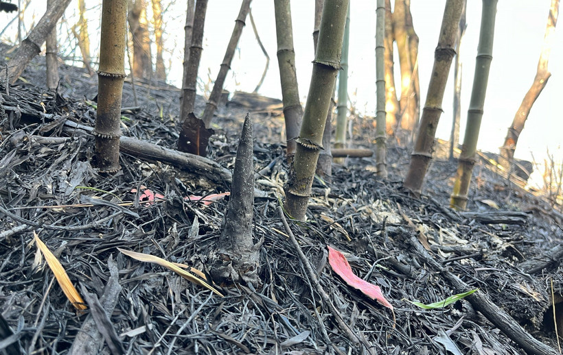 Với sự tham gia chữa cháy của khoảng 860 người cùng với nhiểu trang thiết bị hỗ trợ, chiều 20/2/2024, 2 trong 3 nguồn phát cháy trên Vườn Quốc gia Hoàng Liên (thị xã Sa Pa, tỉnh Lào Cai) ở gần khu dân cư thôn Séo Mý Tỷ và khu vực Nà Háng (hướng đi thôn Hàng và thôn San 1, xã Hoàng Liên) đã cơ bản được khống chế, chỉ còn một điểm cháy vẫn diễn biến phức tạp bởi gió lớn và nhiều thực bì. Hiện, các lực lượng chức năng vẫn đang nỗ lực tiếp cận để dập lửa tại điểm còn lại trong thời gian sớm nhất. (Ảnh: Quốc Khánh - TTXVN)