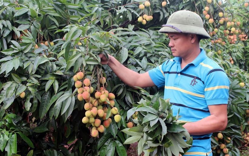 Người dân thu hoạch vải sớm tại vườn. (Ảnh: Tùng Lâm/TTXVN)