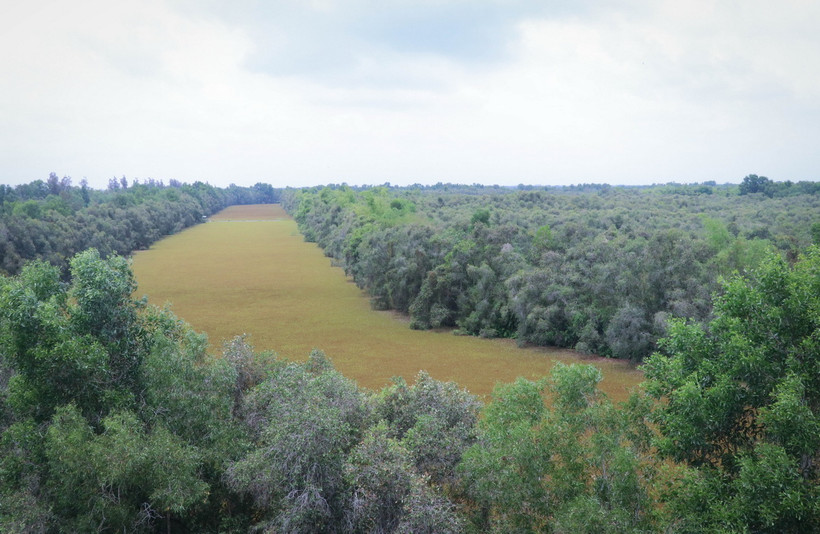 Quang cảnh Khu Bảo tồn Sinh thái Đồng Tháp Mười. (Ảnh: Nam Thái/TTXVN)