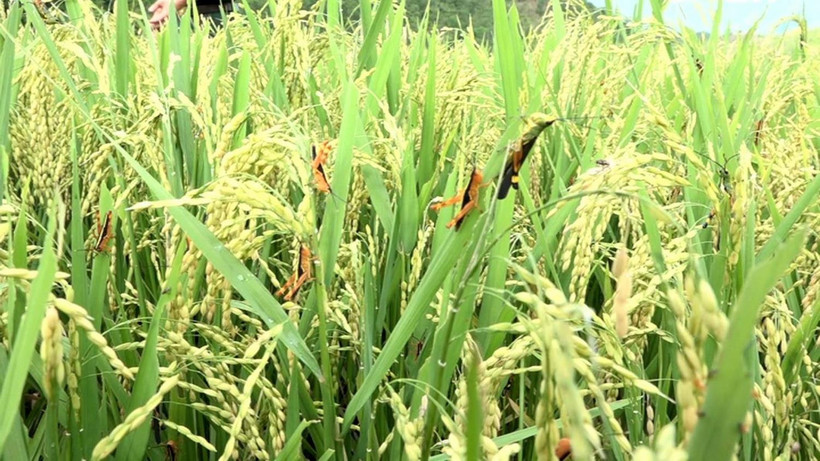 Châu chấu lưng vàng tàn phá lúa tại huyện biên giới Mường Lát, tỉnh Thanh Hóa. (Ảnh: Nguyễn Nam/TTXVN)