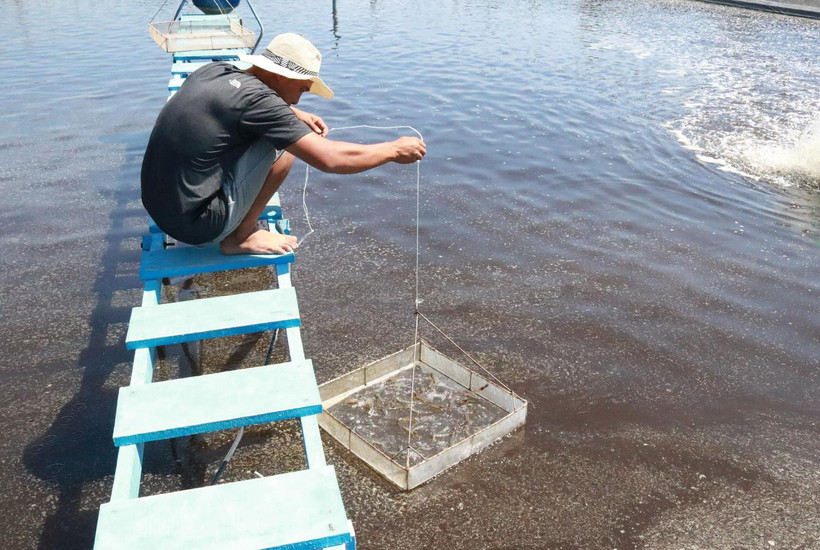 Kiểm tra tôm tại cơ sở nuôi tôm ở xã Phước Dinh, huyện Thuận Nam. (Ảnh: Nguyễn Thành/TTXVN)