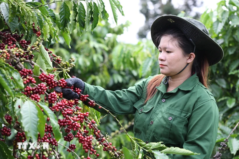 Càphê xuất khẩu trong hai tháng đầu năm 2025 giảm 28,4% về khối lượng nhưng tăng 26,2% về giá trị so với cùng kỳ năm 2024. (Ảnh: Tuấn Anh/TTXVN)