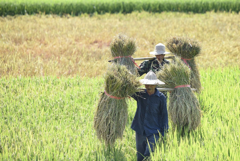 Nông dân gánh lúa lên bờ sau khi gặt xong. (Ảnh: Xuân Tư/TTXVN)