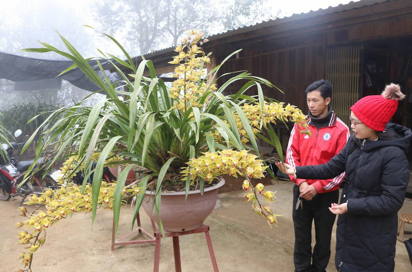 Chậu địa lan được bày bán với giá 20 triệu đồng. (Ảnh: Nguyễn Oanh/TTXVN)